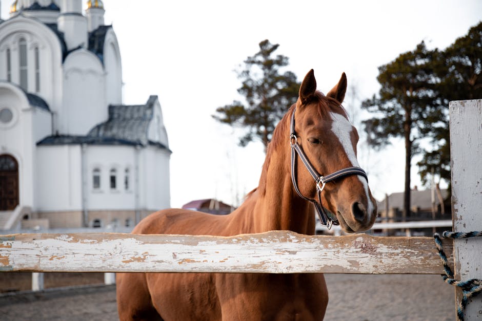 Brown horse rustic fence