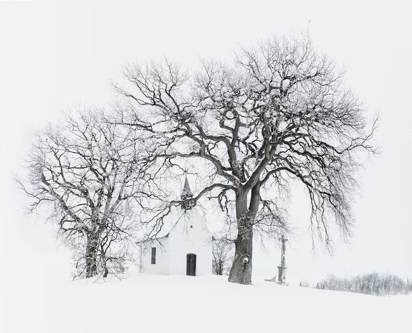 Snowy scene leafless trees
